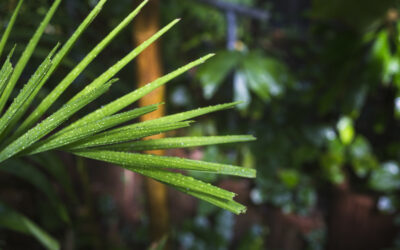 Minggu Palma: Dibalik Lambaian Daun